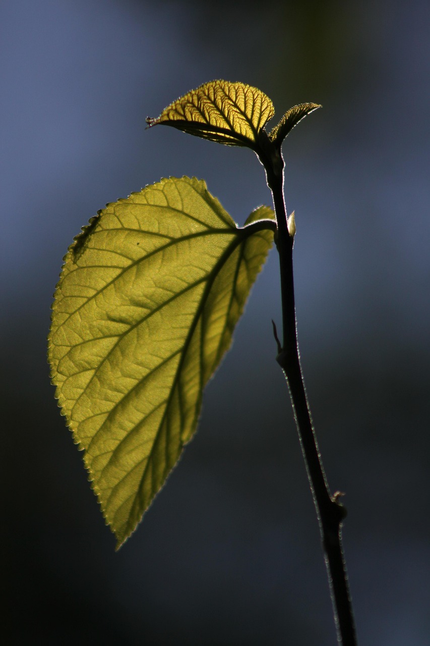 leaf, reverse light, branch, nature, green, mulberry, nature, mulberry, mulberry, mulberry, mulberry, mulberry