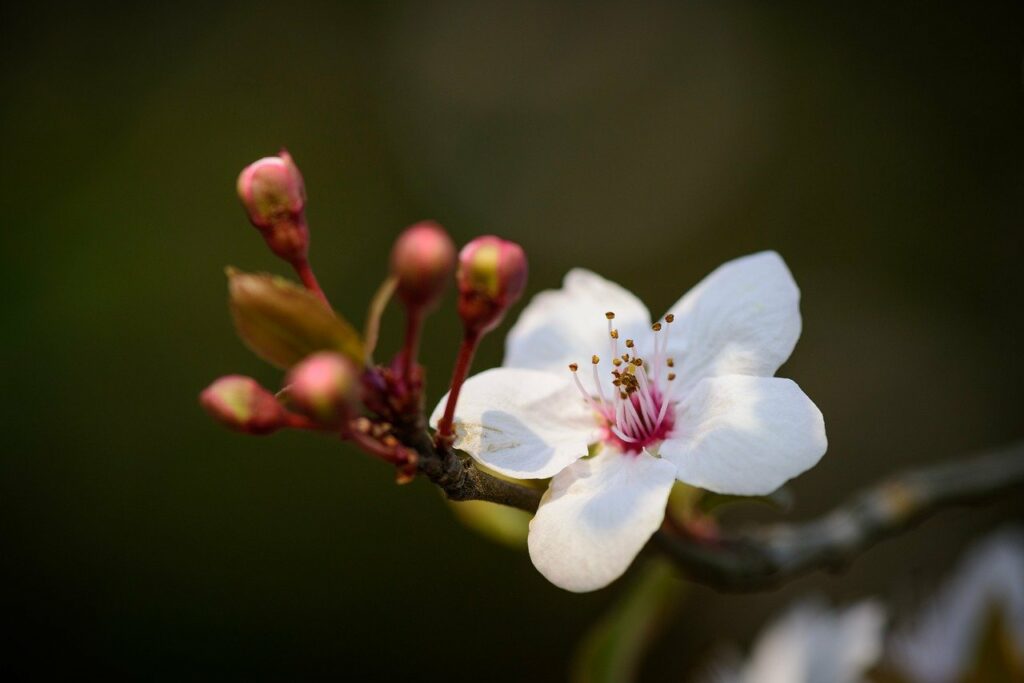 purple leaf plum, nature, flowers, beautiful flowers, flower wallpaper, stamen, bud, flower background, branch, natural, outdoor, close up